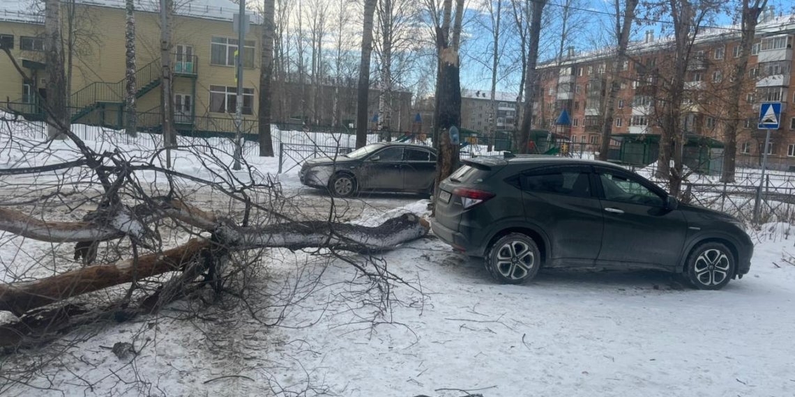В Новосибирске дерево упало на ребенка у школы