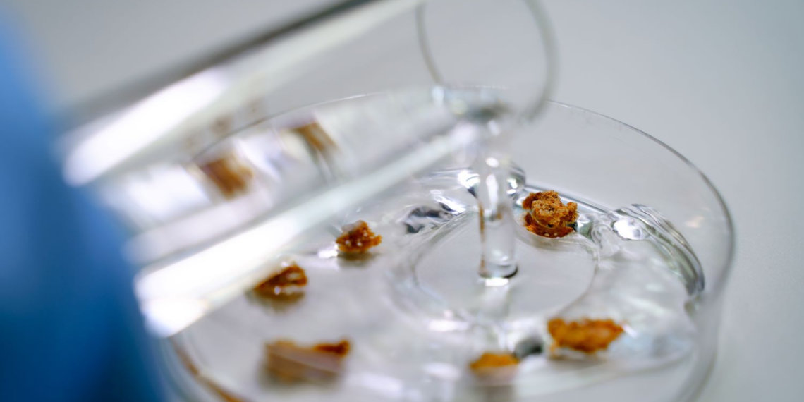 Новосибирские ученые создают криогели с широким спектром применения