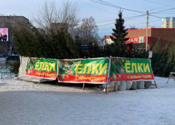 В Новосибирске с 10 января заработают пункты утилизации ёлок