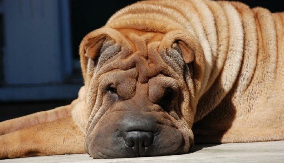 Шарпей напал на ребенка в Новосибирской области