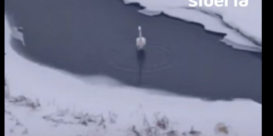 Белая цапля осталась зимовать на Алтае