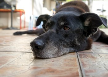 Новосибирец предстанет перед судом за поджог киоска и убийство собаки