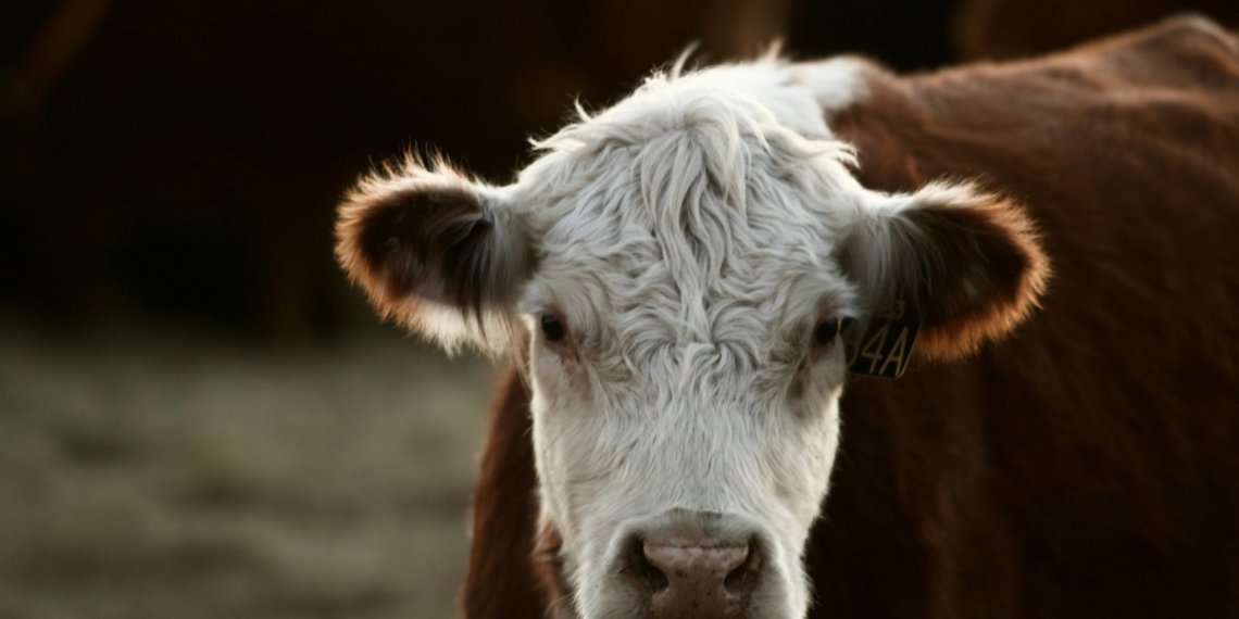 Продукцию животноводства из ЕС запретили ввозить в РФ из-за вируса