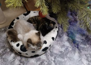 История пушистого дебошира: продолжение приключений из алкомаркета