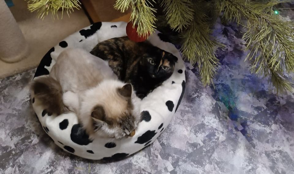 История пушистого дебошира: продолжение приключений из алкомаркета