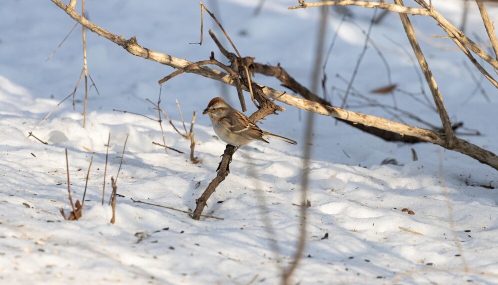 Ранняя весна 2025: Новосибирск ожидает аномальное потепление уже в марте