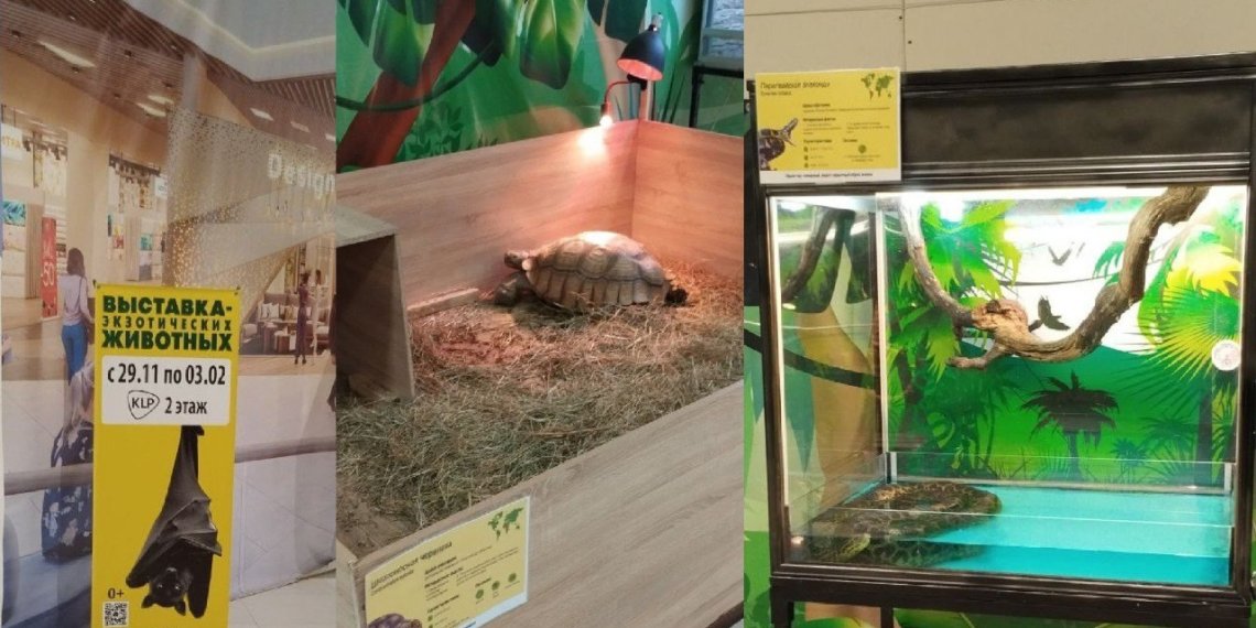 В Новосибирске Россельхознадзор обнаружил передвижной зоопарк без лицензии