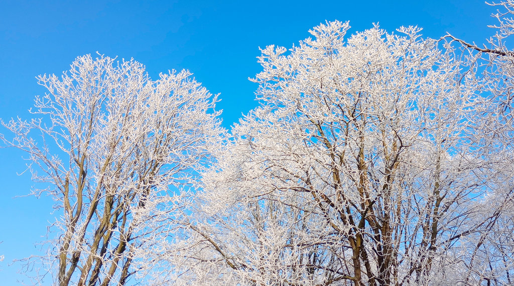 Какая погода ожидает новосибирцев на этой неделе?