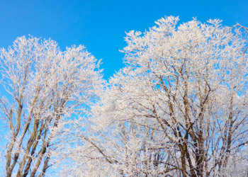 Какая погода ожидает новосибирцев на этой неделе?