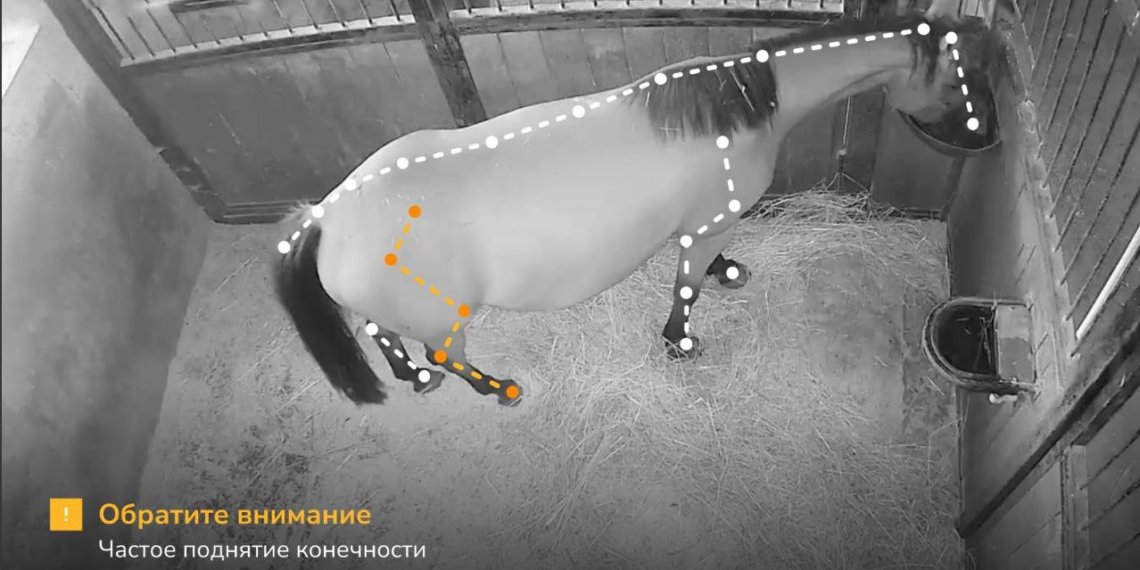 Новосибирская система AI для лошадей вошла в ТОП-5 мирового рейтинга
