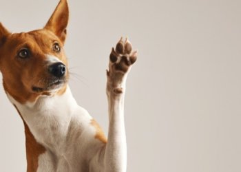 Новосибирских «умных» собак отправили искать мины в зону СВО