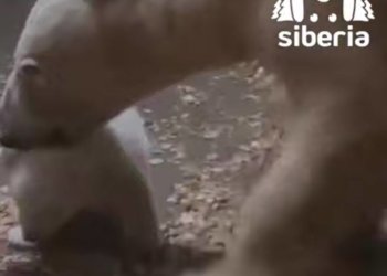 Новосибирская медведица Шилка стала мамой в японском зоопарке