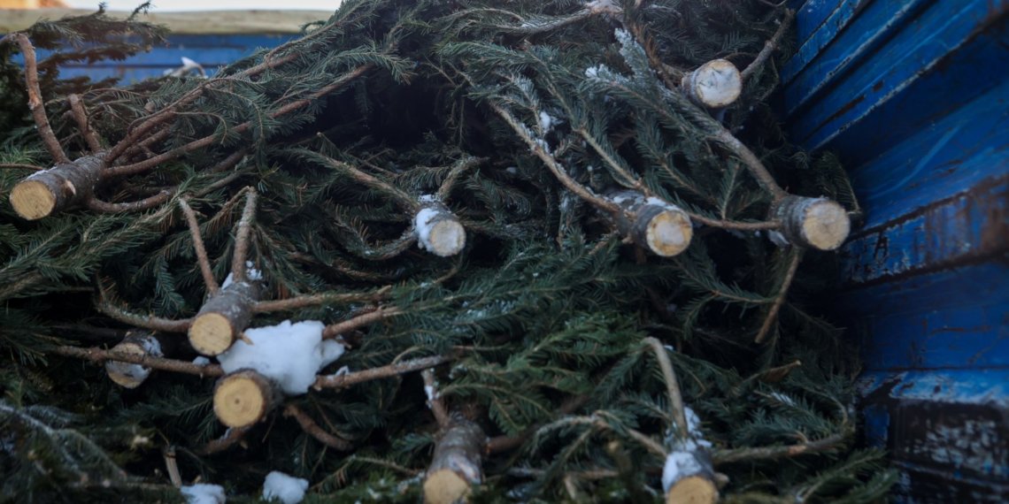 В Новосибирске 500 изъятых у нелегалов ёлок передали в зоопарк
