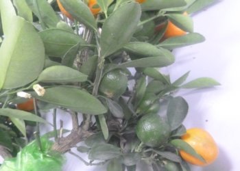 Мандариновый куст обнаружен в багаже пассажирки из Вьетнама в сибирском аэропорту