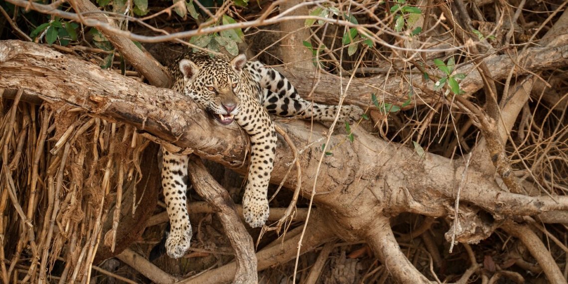В Новосибирском зоопарке ягуар Порги празднует 18-летие
