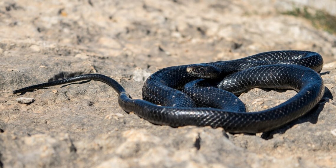 Экзотика под запретом: новосибирцам могут ограничить выбор питомцев