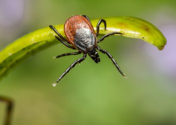 Новосибирцев призвали ставить прививки от клеща