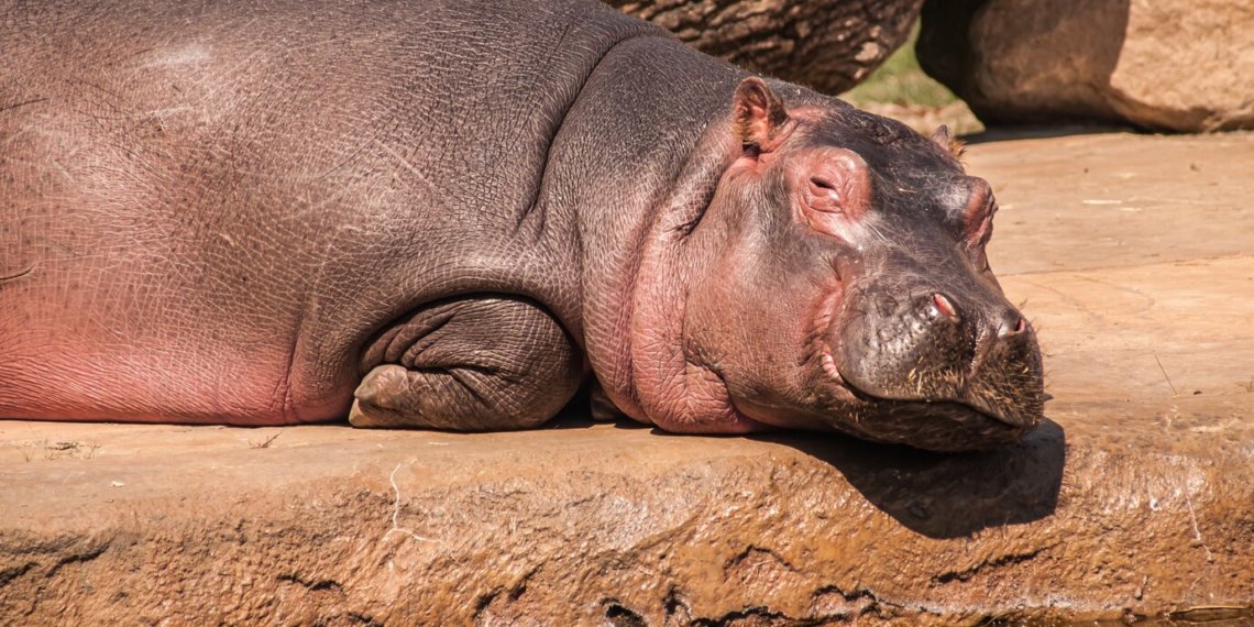 Новосибирский зоопарк ждет карликовых бегемотов из Таиланда