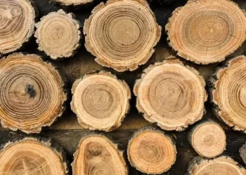 В РФ ученые впервые провели оценку влияния экспорта леса на выбросы парниковых газов