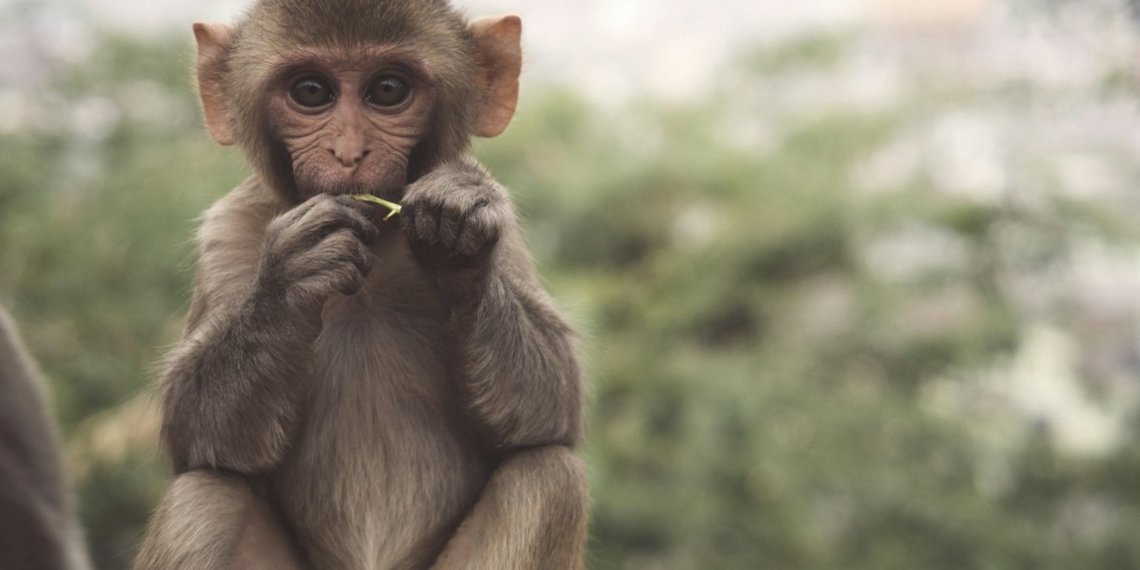 Роспотребнадзор назвал риски распространения в РФ африканской оспы обезьян