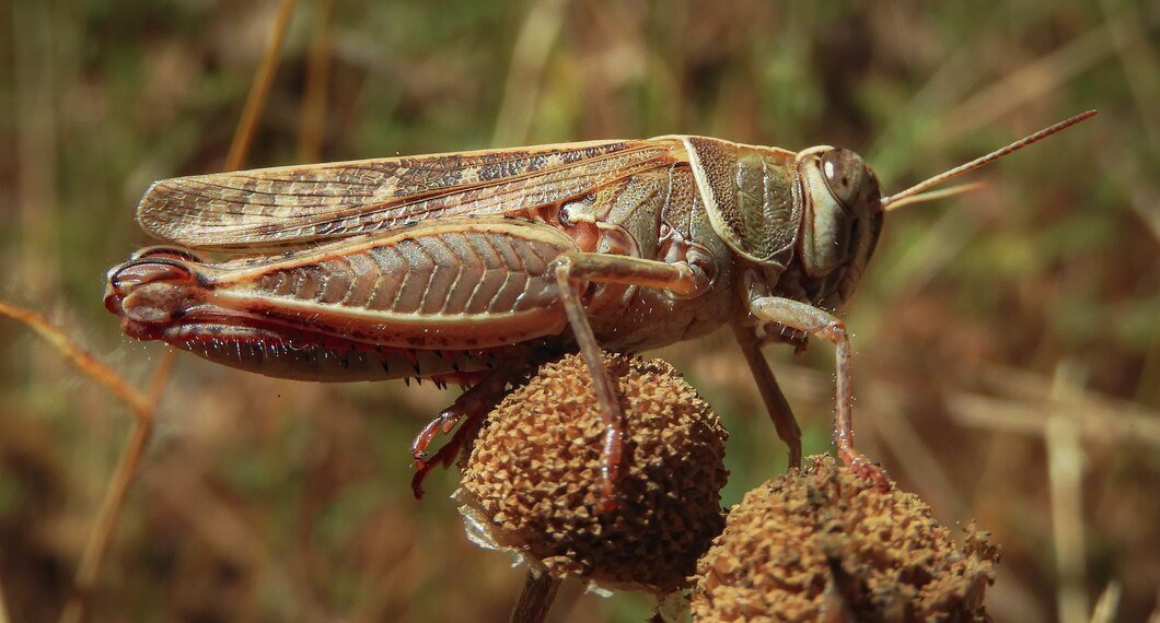 Россельхознадзор успокоил новосибирцев: нашествия саранчи этим летом не будет