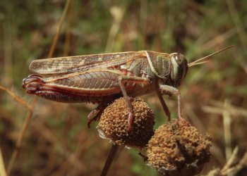 Россельхознадзор успокоил новосибирцев: нашествия саранчи этим летом не будет