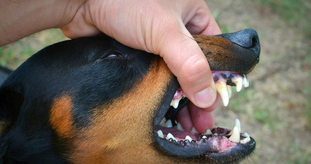 Соседский пес отправил жительницу Искитимского района в больницу на два месяца