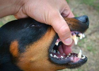 Соседский пес отправил жительницу Искитимского района в больницу на два месяца