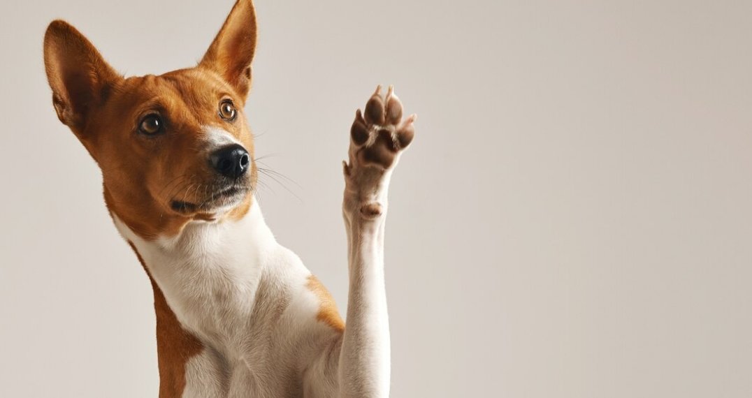 Моральный вред жительницы Новосибирска от укуса собаки оценили в 40 тысяч рублей