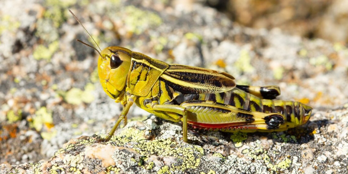 Более 20 регионов России летом могут столкнуться с нашествием саранчи