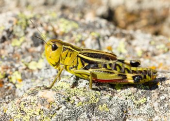 Более 20 регионов России летом могут столкнуться с нашествием саранчи