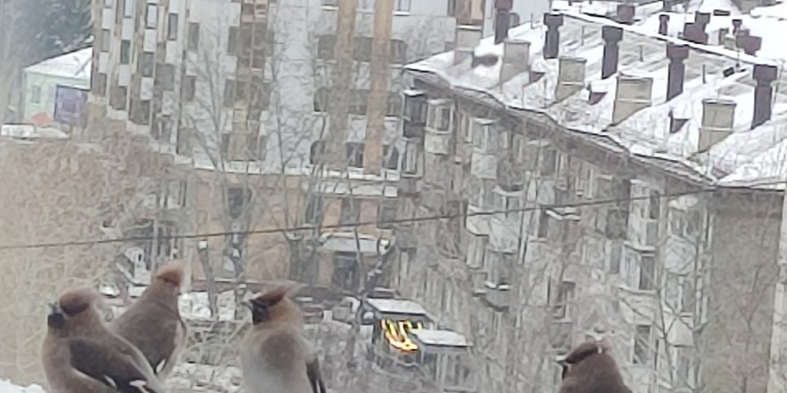 Массовое нашествие свиристелей в Новосибирске: пьяные стаи атакуют город