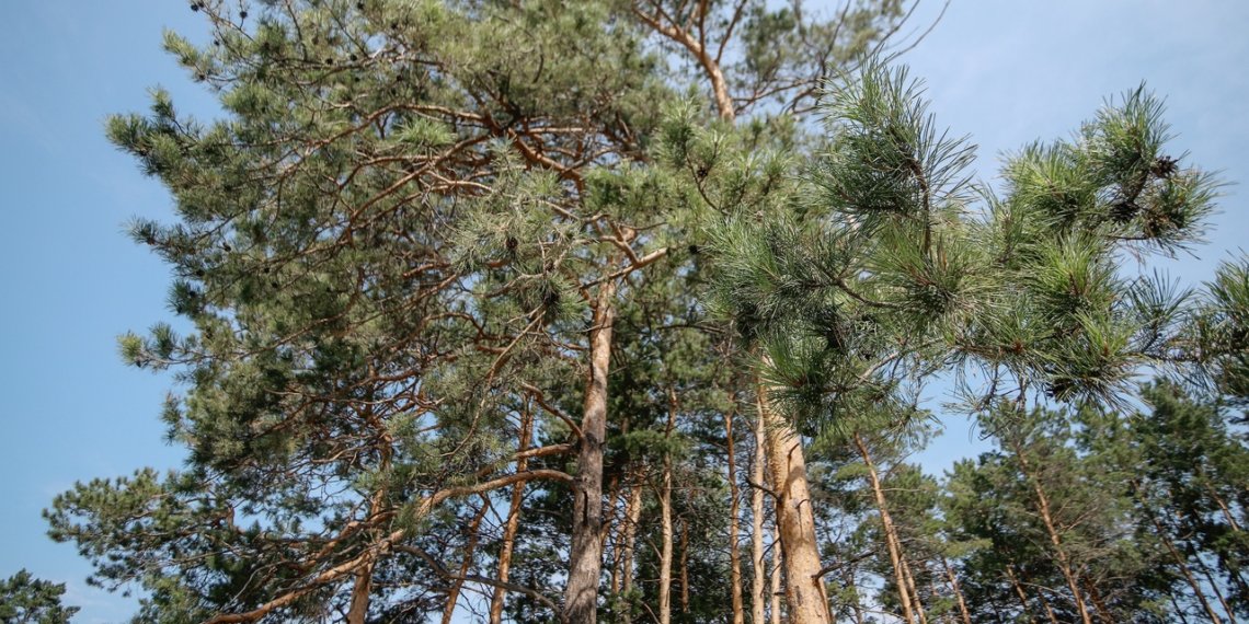 Ежедневный бонус: новосибирцы выбирают квартиры у реки рядом с бором