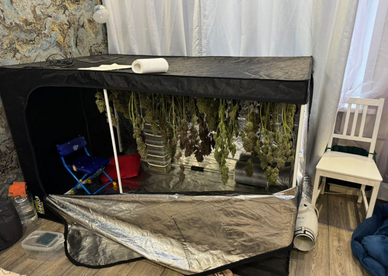 Новосибирские «ботаники» попались на выращивании конопли