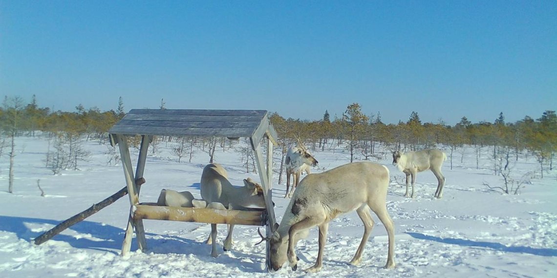 Северные олени попались в фотоловушку на границе Томской и Новосибирской областей