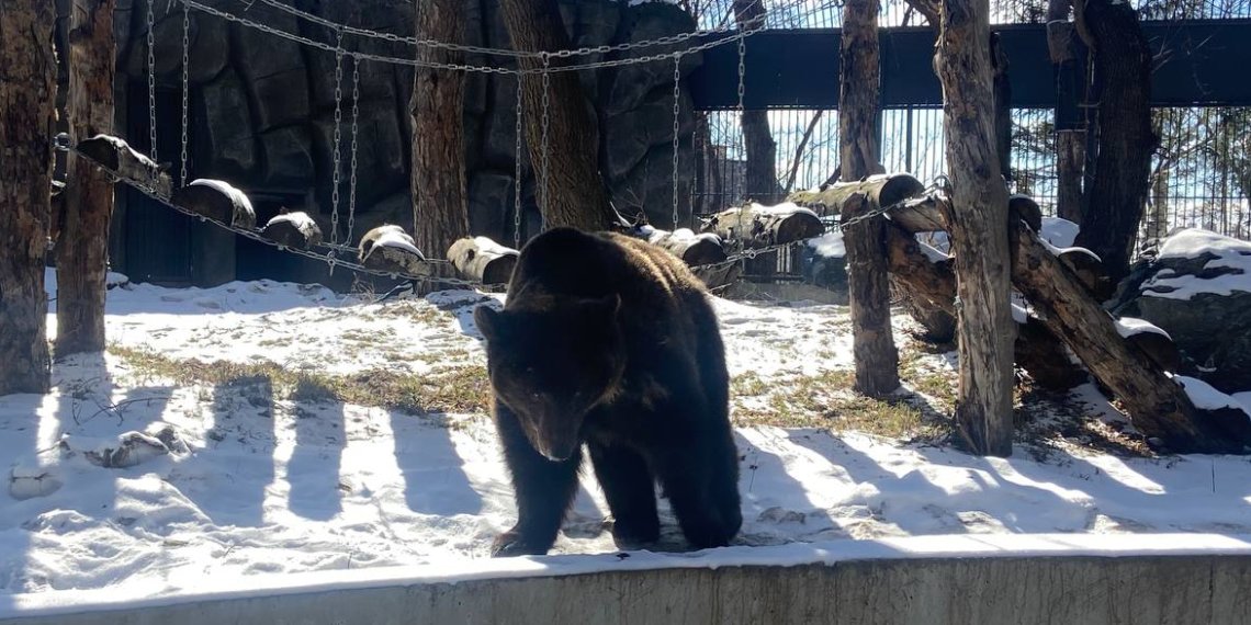 Медведи вышли из спячки – видео и комментарий специалиста про особенности зимнего сна животных в Новосибирском зоопарке