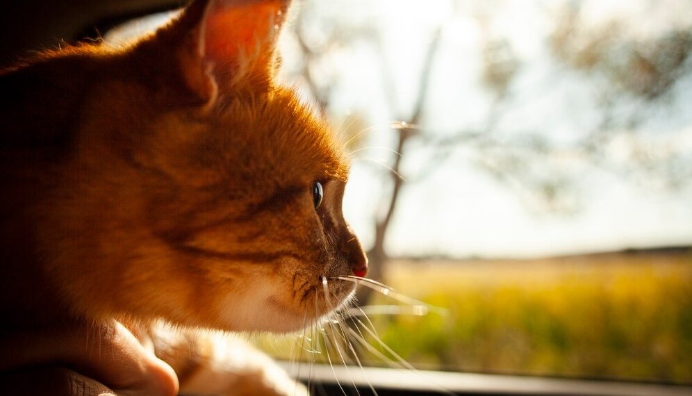 Потепление до +12 градусов на выходных ждет жителей Новосибирской области