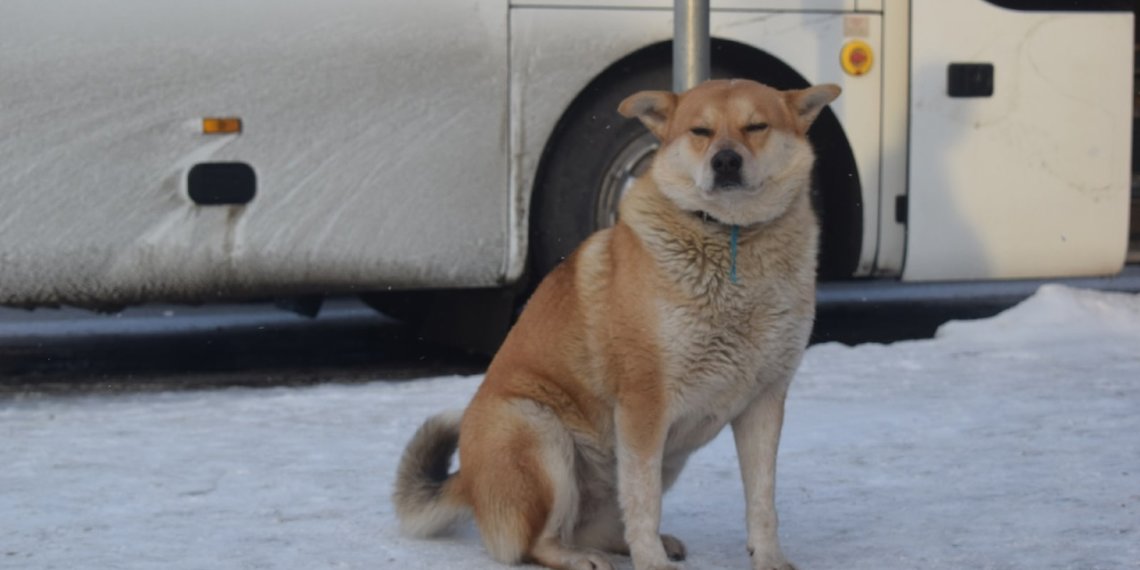 Стало известно, сколько беспризорных собак отловили в Новосибирске