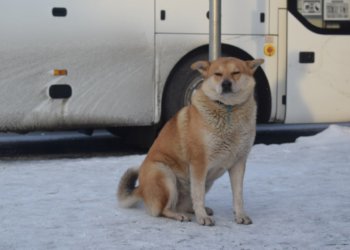 Стало известно, сколько беспризорных собак отловили в Новосибирске