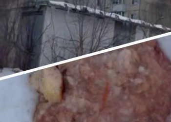 Подкорм бездомных собак у детсада возмутил жителей Новосибирска