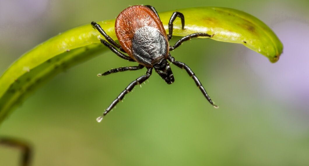 Новосибирцев предупредили о ранней активности клещей