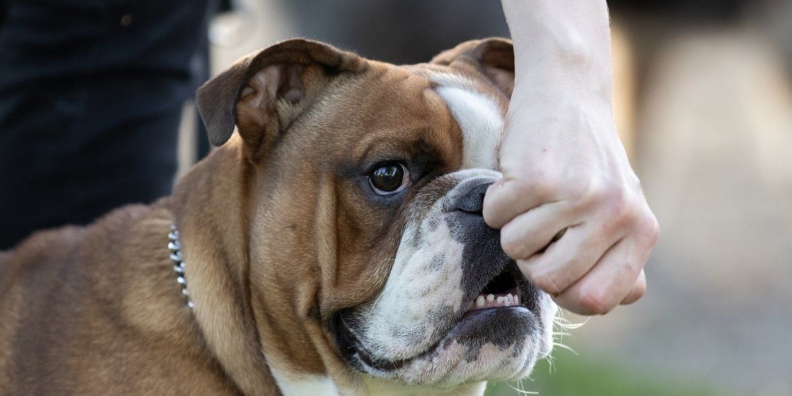 Хозяин собаки выплатит компенсацию в 35 тысяч за нападение на ребенка