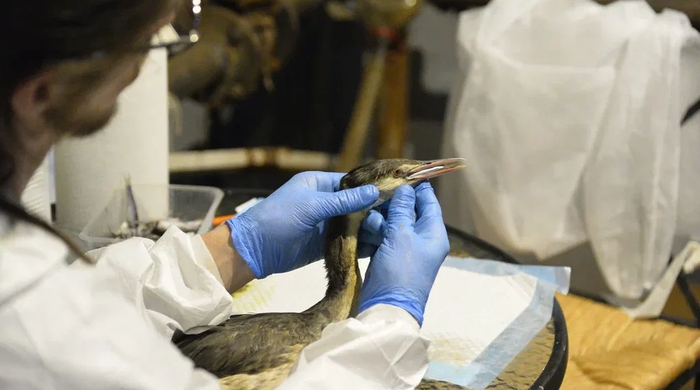 ВТБ направит 25 млн рублей на устранение последствий разлива мазута в Керченском проливе