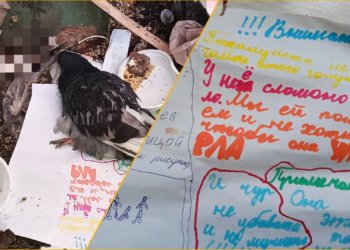 «Чур не убивать»: спасенного детьми голубя выбросили в мусорку в Новосибирске