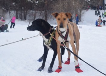 Бесплатно привить питомцев от бешенства предлагают новосибирцам