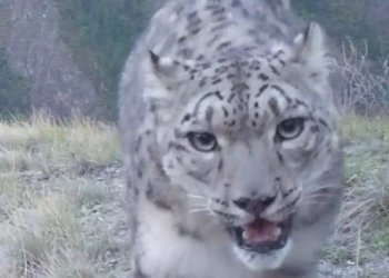 Всё равно на козлов: снежный барс проигнорировал добычу на Алтае — видео
