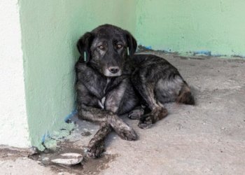 Стая собак напала на ребенка по дороге из школы в Новосибирске