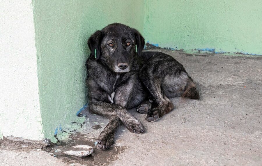 Депутат Госдумы предложил варить мыло из бродячих собак