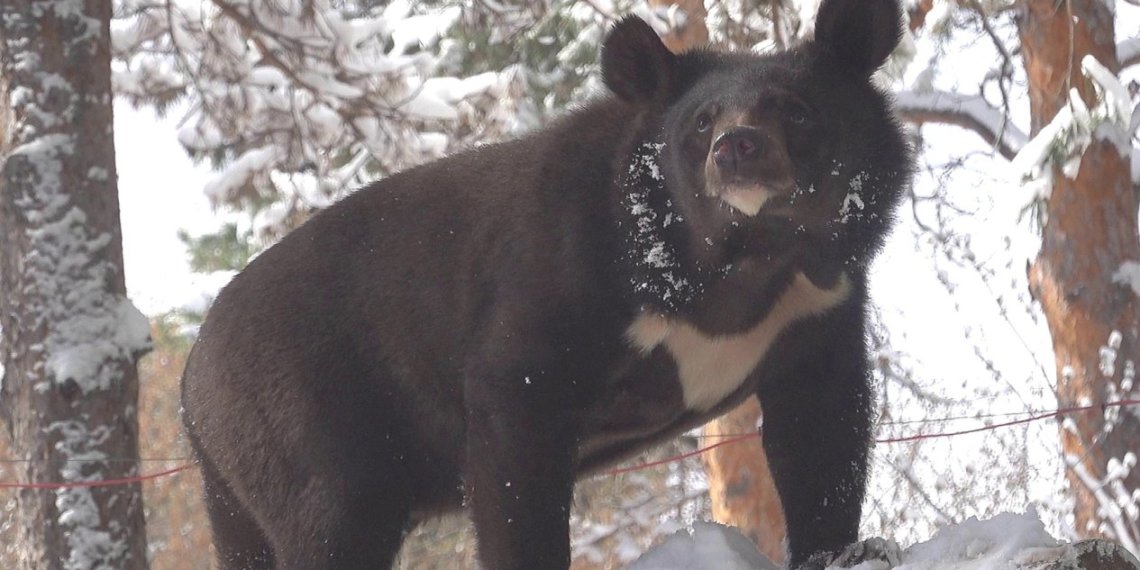 В Новосибирском зоопарке медвежата решили побороться в снегу — видео