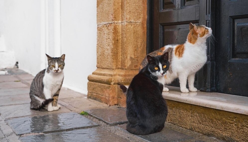 Лимит на питомцев: мошенники обманывают жителей Новосибирской области по новой схеме